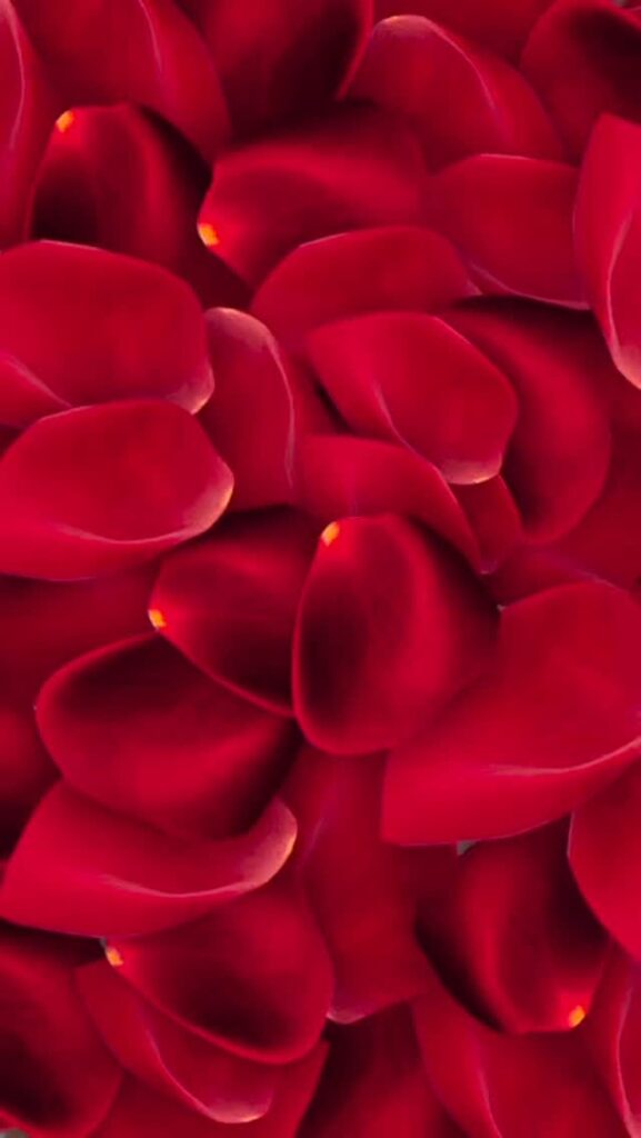 Шын жүректен алғыс айтамыз🤍 Қолдау білдірген әрбір жанға, жылы сөз&hellip;